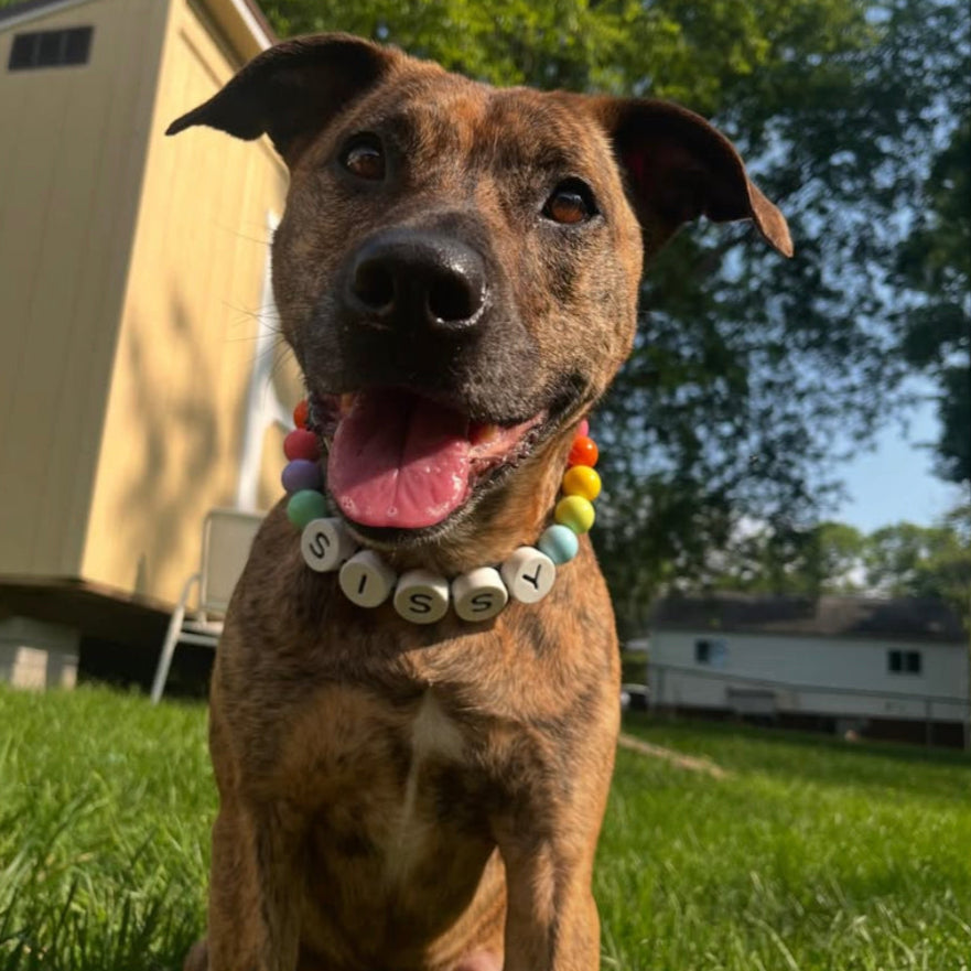 Collare per Cane BFF +Bracciale Abbinato in Omaggio